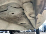 Used 2008 AT toyota probox-van NCP51V Image[37]
