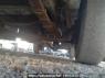 Used 1988 MT isuzu elf-truck NHR55E Image[30]