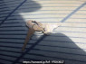 Used 1986 MT mitsubishi canter FE311B Image[21]