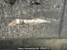 Used 1995 MT mitsubishi-fuso fighter FH217CD Image[22]