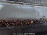 Used 2015 AT honda fit GK3 Image[11]