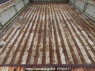Used 1988 MT mitsubishi canter-guts FB300B Image[10]