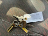 Used 1995 MT nissan atlas SP4F23 Image[24]