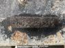 Used 2000 MT mitsubishi-fuso fighter-mignon FH21GC Image[23]
