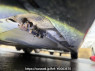Used 2008 AT honda fit GE8 Image[24]