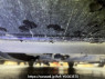 Used 2008 AT honda fit GE8 Image[26]