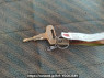 Used 1993 MT mitsubishi canter-guts FB308B Image[25]