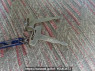 Used 1997 MT mitsubishi canter FE517BD Image[33]