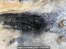 Used 1999 MT mitsubishi-fuso fighter FK629G Image[21]