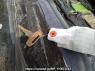 Used 1992 MT mitsubishi canter-guts FB308B Image[34]