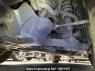 Used 2013 AT toyota land-cruiser-prado TRJ150W Image[28]