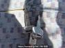 Used 1997 MT mitsubishi canter FE518BD Image[29]