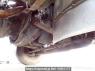 Used 2003 MT hino ranger FC3JDDA Image[40]