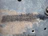 Used 1996 MT isuzu forward FRR33D2 Image[22]