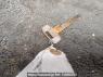 Used 1998 MT mitsubishi-fuso fighter FK628G Image[23]