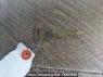 Used 1995 MT mitsubishi canter FE516BC Image[38]
