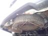 Used 2018 AT nissan nv150-ad VY12 Image[43]