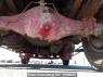 Used 1999 MT hino ranger FC2JCBD Image[59]
