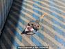 Used 1992 MT mitsubishi canter FE305B Image[24]