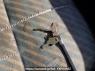 Used 1993 MT mitsubishi canter FE315BD Image[19]