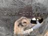 Used 1991 MT toyota toyoace-truck BU67D Image[21]